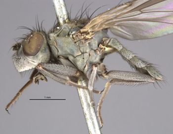 Media type: image;   Entomology 11180 Aspect: habitus lateral view